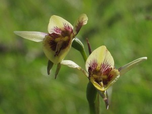 Diuris ochroma - pale golden moths