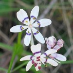 Wurmbea dioica - Early Nancy