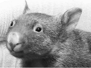 Wombat