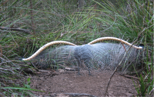 Lyrebird display