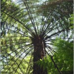 tathra tree fern