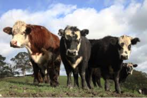 Cows