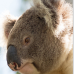 Looking for Koalas – A Volunteer’s Story