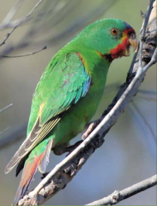 Swift Parrot