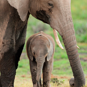 elephant with cub