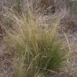 Serrated tussock