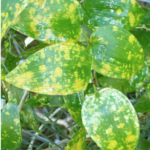Bridal creeper