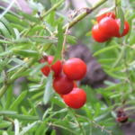 Asparagus fern