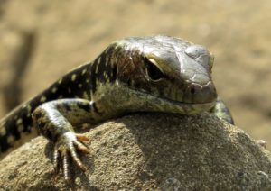 Eastern water skink crop