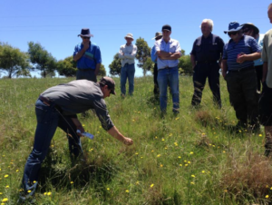 African lovegrass field day