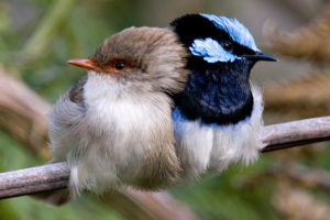 Male and female Superb Fairywren