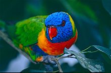 Rainbow lorikeet