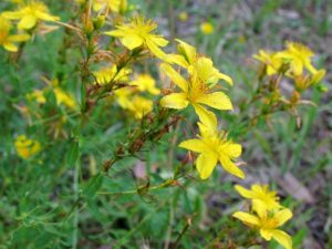 Hypericum perforatum, St Johns wort
