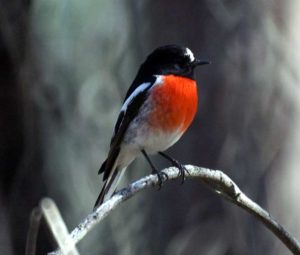Scarlet Robin