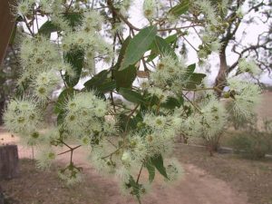 Angophora floribunda by J Miles & M Campbell