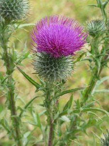 Black or spear thistle