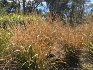 Lomandra3