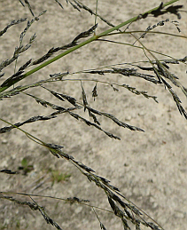 African lovegrass