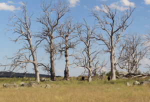 Dead trees