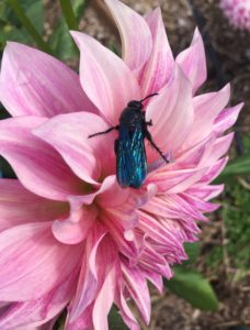Insect on Dahlia