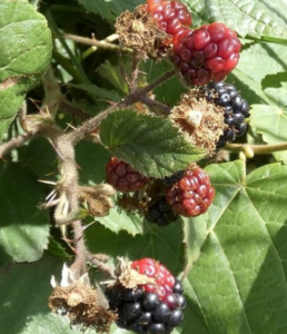 Close up of red and black Blackberries