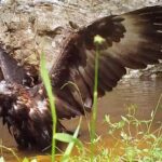 Wildlife Videos After the 2018 Fires Wildlife Videos After the 2018 Fires