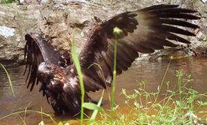 Screenshot of Wedge Tailed bathing