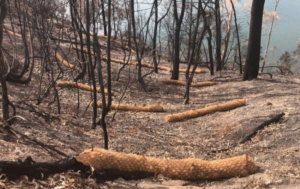 Coir logs placed across a gully in a forest of burnt trees to control erosion