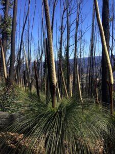 Xanthorrhoea 1