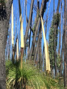 Xanthorrhoea 2