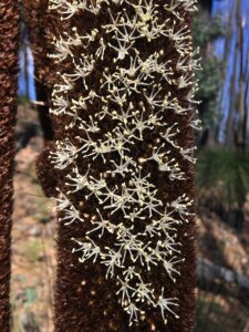 Xanthorrhoea 3