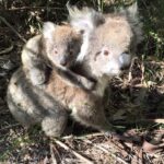 Koala Community Day 4 June