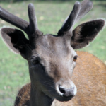 Preliminary Results of Wild Deer Survey