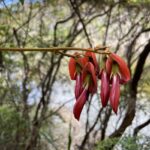 Self Guided Spring Walks in the Bega Valley